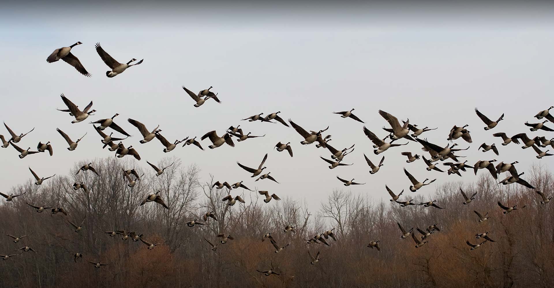 3.jpg Large flock of Canada geese flying through the sky in Alberta